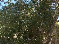 Century-old plane trees guard the monastery entrance.  gr16 092811370 s