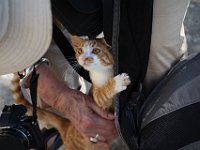 That was one friendly cat, who just wouldn't leave us alone.  gr16 092811501 j x