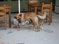 The adorable Dalabelos dogs, Sara (the larger) and Max.  gr16 092217200 j