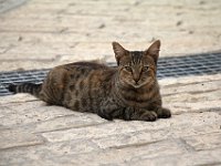 Kalandare cat  gr16 091916110 j a