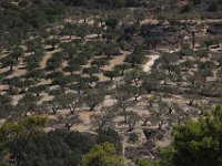 Olive trees on the hills east of Knossos  gr16 091710590 j