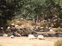 And there are the sheep which grow the wool which gets combed by the briar.  gr16 092112401 j