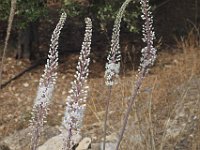What is this flower?  gr16 092115401 s