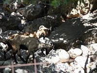 I met some friendly goats on the way...  gr16 092711380 j