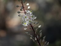 What is this flower?  gr16 092711452 j