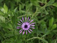 A cultivated flower near the restaurant.  gr16 092712030 j