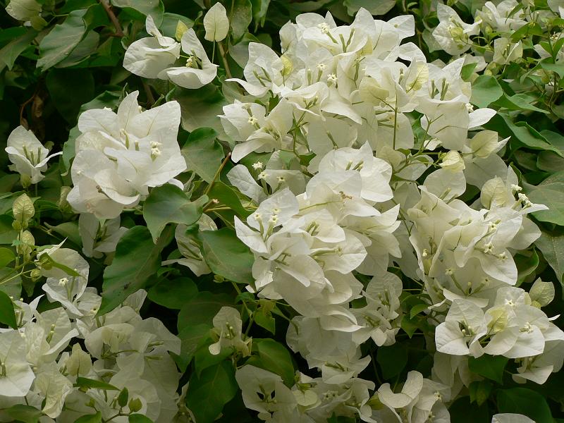 eg07_050117131_j.jpg - White bougainvillia
