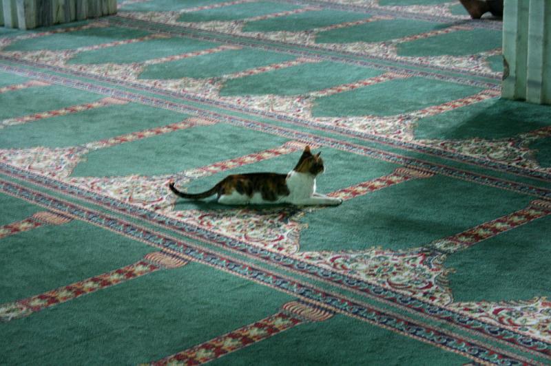 eg07_042617281_j_a.jpg - Must be a tom