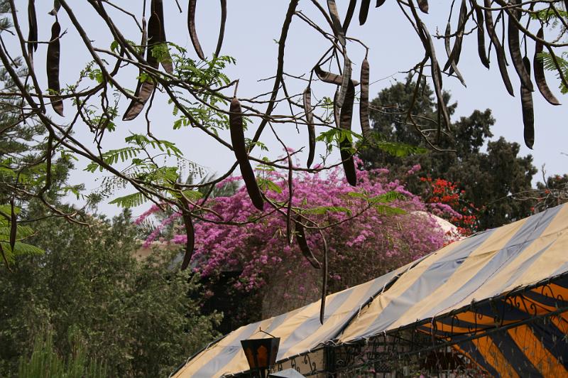 eg07_042713320_j.jpg - Vegetation