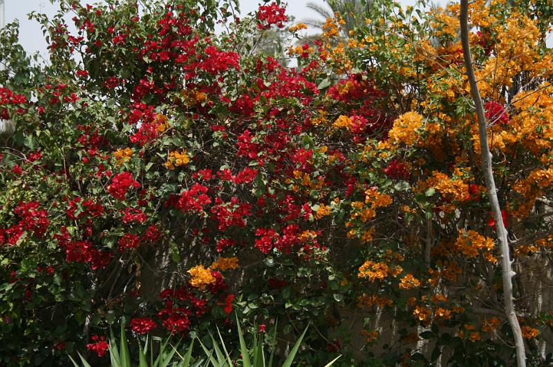eg07_042713490_j.jpg - Flowers