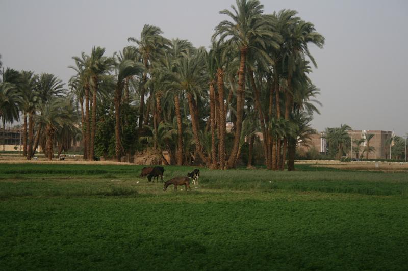 eg07_042818020_j.jpg - Fields and animals