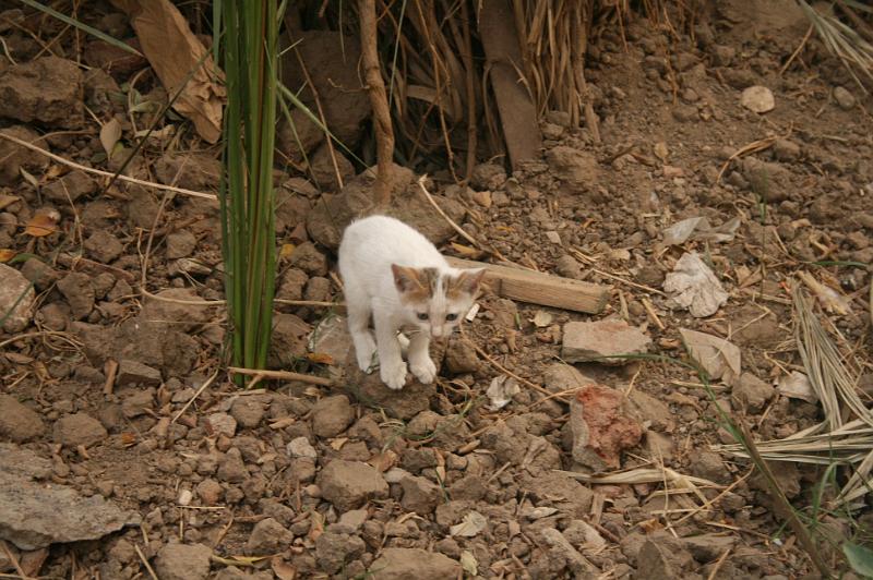 eg07_042818451_j.jpg - A typical, hungry-looking Egyptian cat