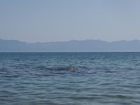 A floating Swede.  gr17 091810521 k