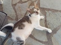 ... and this nice cat, waiting for a handout.  gr17 091913551 t c