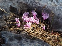 ... cyclamen are in bloom!  gr17 091508560 k