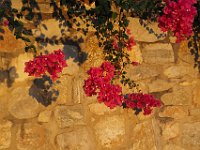 Morning flowers.  gr18 092306362 k