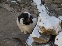 Koroni cat.  gr18 092311030 s