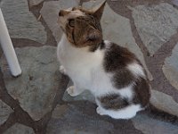 We first met this nice kitty in 2017. Good to see he is still there. He likes fish. Funniest thing.  gr18 092512590 k