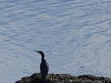 Water bird, but what?