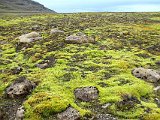 Bright green moss on the rocks