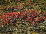 Bright red leaves of ground plant