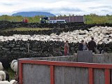 The day we left, we decided to drive around the lake first and we were glad we did. We happened upon the annual sheep roundup, when sheep owners collect and sort out the sheep they have left to roam freely all summer.