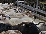 Baaaaa