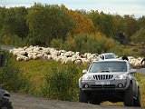 ... or herding them up the road. Curious, no sheep dogs.