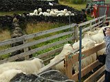 Herding them onto trailers...