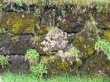 Stones and moss
