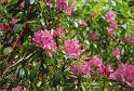 IE97_18_glenariff_4a