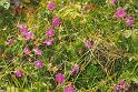 IE97_27_burren_4a