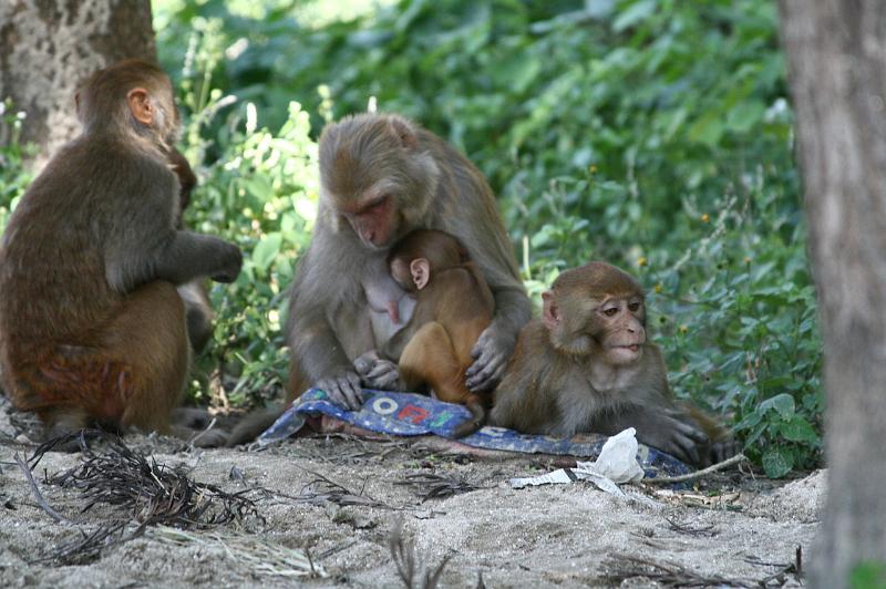 ne08_101311281_j.jpg - He's happiest with mama