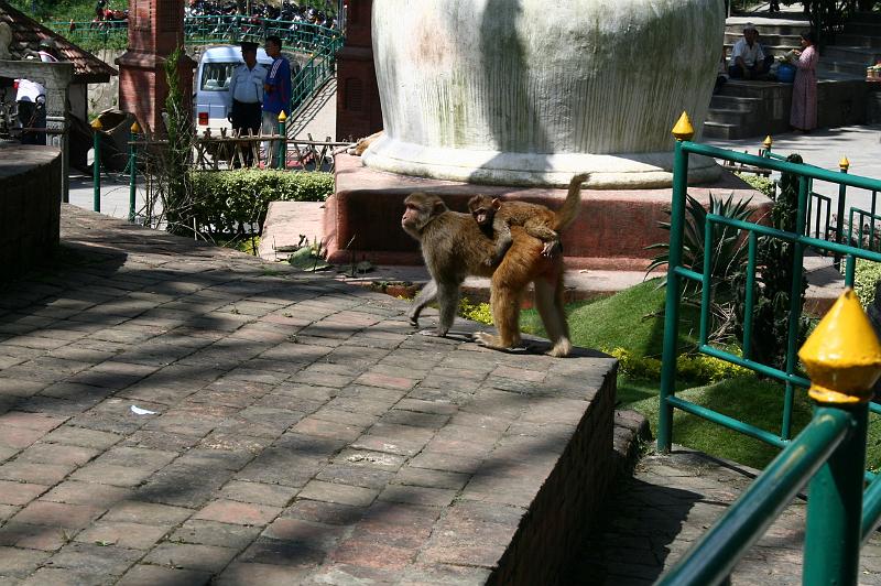 ne08_100411200_j.jpg - Monkey and baby at Swayambhunath