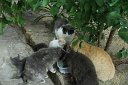 si13_052316192_j