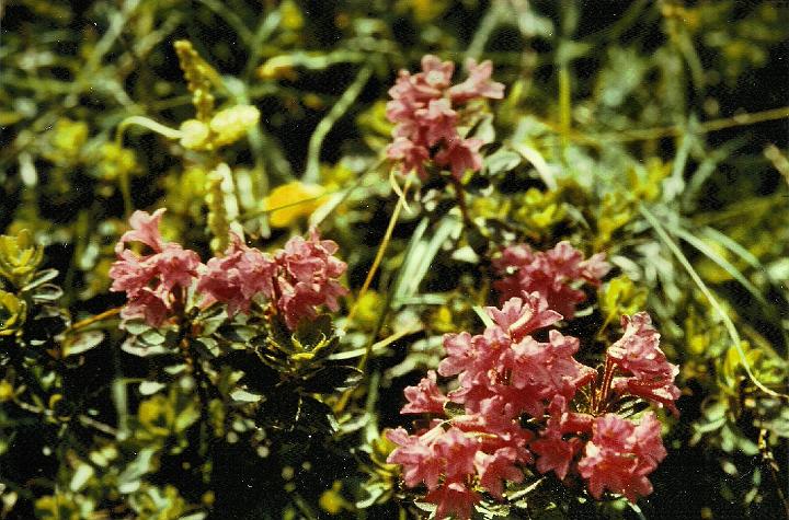 br89_gulmasteig_07_b.jpg - Alpenrosen blooming even in these snowy times.