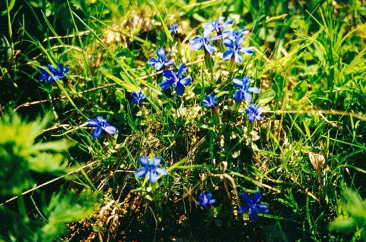 br95_bettlerweg_02.jpg - Blue gentians (Schnee-Enzian?), which abound all over the Alps, mostly various kinds of blue ones but also red and yellow ones, oodles of  different kinds.