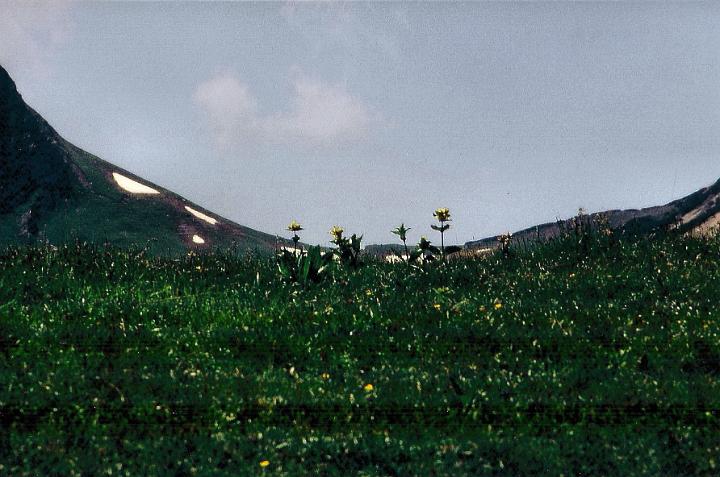 br95_bettlerweg_03_c.jpg - John most certainly took this arty picture of high yellow gentians (gelber Enzian) in the foreground against the background of the Joch.