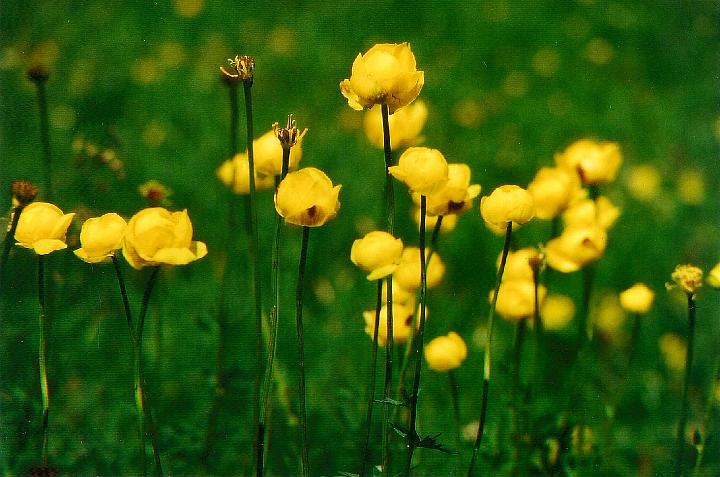br95_bettlerweg_04.jpg - Trollblumen or globeflower, another Ranunculus, buttercup family. One of our favorite flowers. We always see them on this walk.