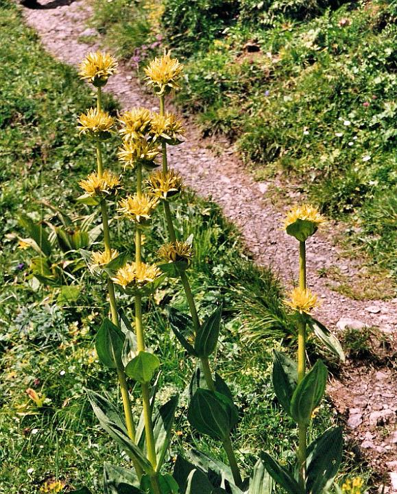 br99_amatschon_03_a.jpg - Beautiful high yellow Gentians (gelber Enzian) on the Palüdweg.