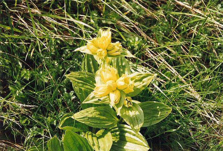 br99_amatschon_09.jpg - In the high area you get onto before starting the last climb up on the Joch, we usually see lots of the quite rare Punktierter Enzian (spotted gentian).
