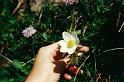 br95_blume_01