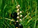 br95_blume_02c