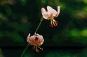 br95_blume_03c
