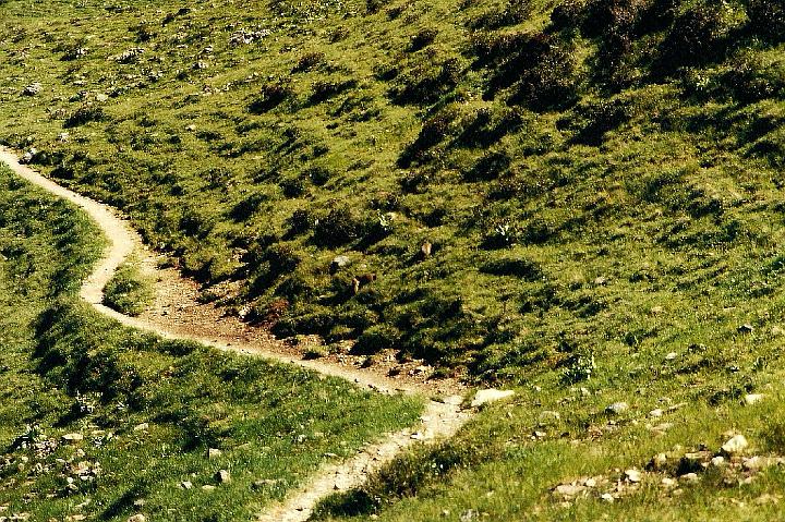 br93_golmer_11_a.jpg - Down in the valley we see a whole Murmel family (groundhogs). Difficult to see, but there were at least five of them around their living quarters.