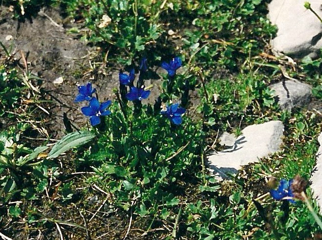 br00_gemsluke_06_c.jpg - Frühlings-Enzian (Spring gentians) at the beginning of the walk.