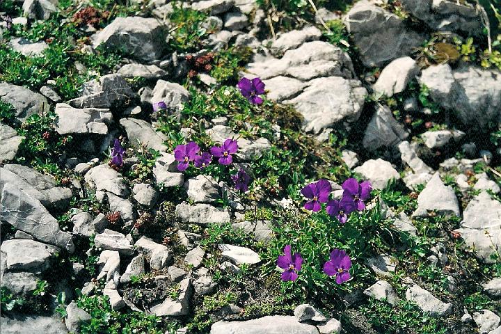 br00_gemsluke_19_a.jpg - There are huge numbers of these little violets on the Todalpe. Down around the lake there is a species that has larger petals, probably long-spurred pansy, viola calcarata. This one is probably a Mont Cenis pansy, viola cenisia.