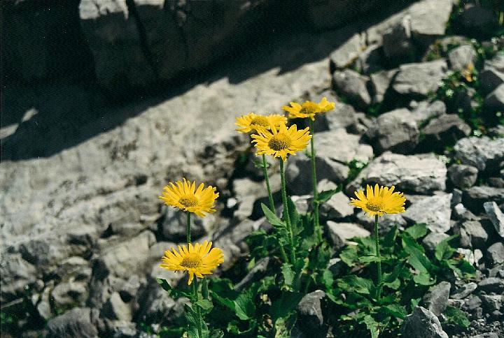 br00_gemsluke_20.jpg - Alpen-Habichtskraut, Hieracium alpinum or alpine hawkweed. We see masses of these big leafed Compositae flowers around Lünersee. They look very much like Arnika, the pretty rare medicinal flower, but they have a lot more leaves.