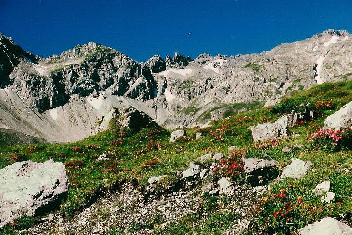 br95_gemslueke_01_aa.jpg - Alpenrosen (as we always called them) in the grassy areas you go through at the beginning of the walk.