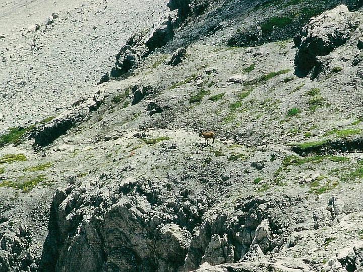 br95_gemslueke_06_cr.jpg - A Gemse or mountain goat on the rocky hlllside on the way to Gemslücke. It's not for nothing that the crack in the mountain ridge is called the mountain goat hole. Gemslücke is also spelled Gemsluggen in a different dialect and Lücke, Luggen is clearly the same word as Loch in German (Hochdeutsch).